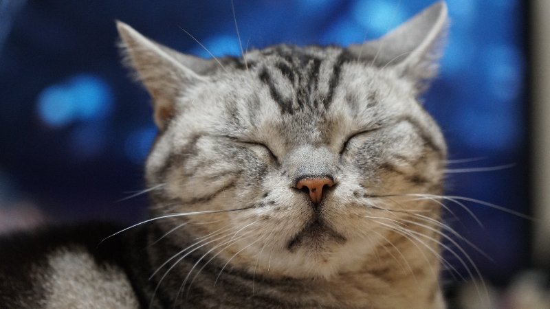 アメリカンショートヘア 男の子 シルバータビー